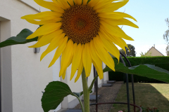 Jardin-pendant-le-confinement