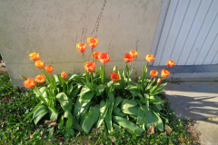 DSC03170